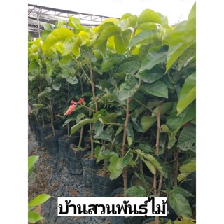 ต้นกระท้อน พันธุ์อีล่ายักษ์ ต้นขนาด 1.1&amp;1.2 เมตร