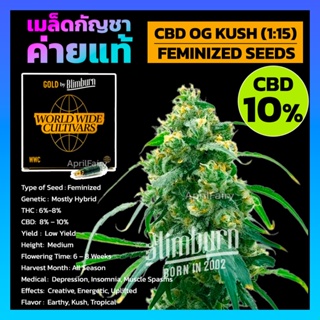 เมล็ดพันธุ์กัญชา CBD OG Kush (1:15) FEMINIZED โฟโต้ เพศเมีย เมล็ดกัญชานอก CBD สูง 10% เมล็ดค่าย Blimburnseeds แบ่งขาย