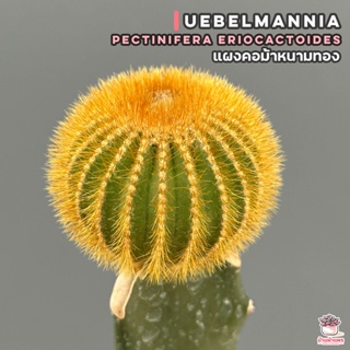 แผงคอม้าหนามทอง Uebelmannia pectinifera eriocactoides แคคตัส กระบองเพชร cactus&succulent