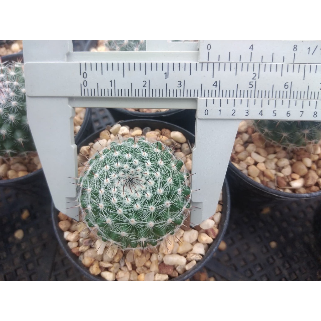 แมมแม่เฒ่า-mammillaria-hahniana-ขนาด-2-5-3-ซม-ต้นแคคตัส-ต้นกระบองเพชร-กรุณาอ่านรายละเอียดก่อนทำการสั่งซื้อครับ