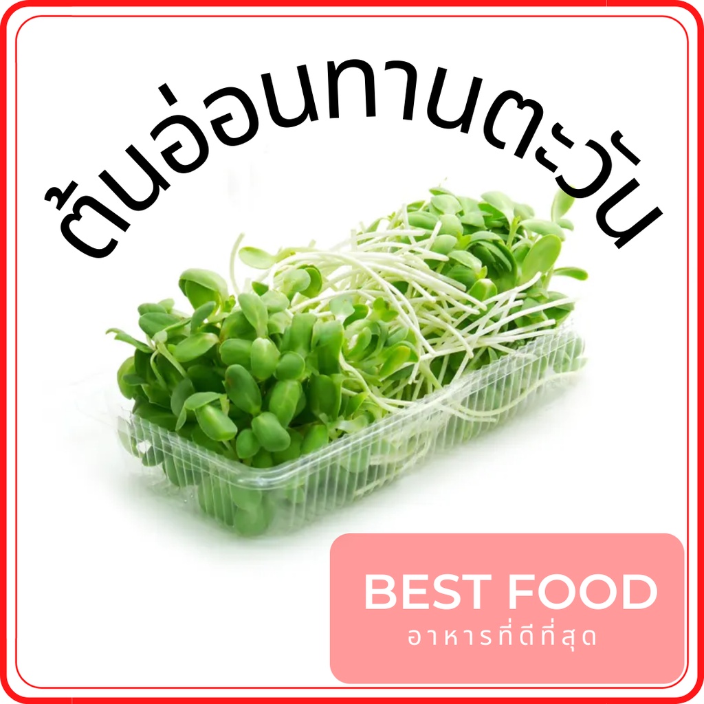 ต้นอ่อนทานตะวัน-sunflower-sprout