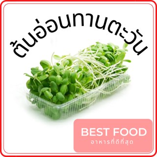 ต้นอ่อนทานตะวัน sunflower sprout