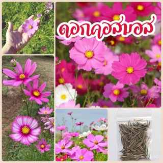 ขายดี สวนครัว/เมล็ดดอกคอสมอส​ ดาวกระจายฟรั่ง 200​ เมล็ด​ คละสี/อินทรีย์ คละ สวนครัว คะน้า/เมล็ด ซอง งอก การ 2TT4