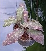 hoya-undulata-ดอกสวย-หายาก