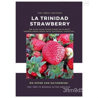 La Trinidad Strawberry Seeds For Planting (10 Seeds) เมล็ดพันธุ์/ชื่อย่อ/สวน/เมล็ดพันธุ์/ดอกไม้/ดอกไม้/ของเล่น/เสื้อ/ เม