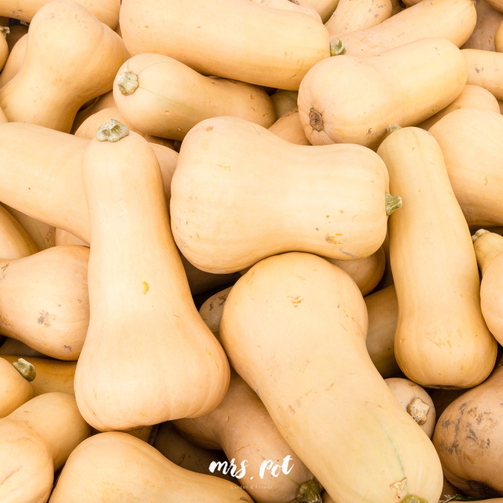 เมล็ดฟักทองนำเข้า-สายพันธุ์-waltham-butternut-winter-squash-organic