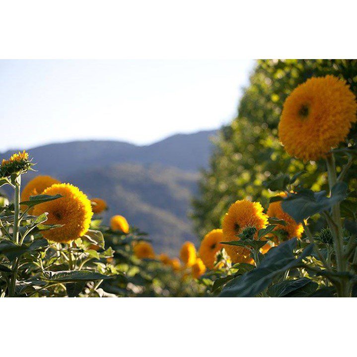 คุณภาพสูง-เมล็ด-เมล็ดทานตะวันเทดดี้แบร์-teddy-bear-sunflower-ขายดี-พันธุ์-อินทรีย์-aprk