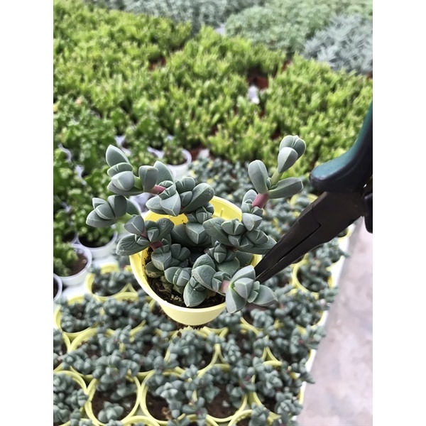 เขากระทิง-succulents