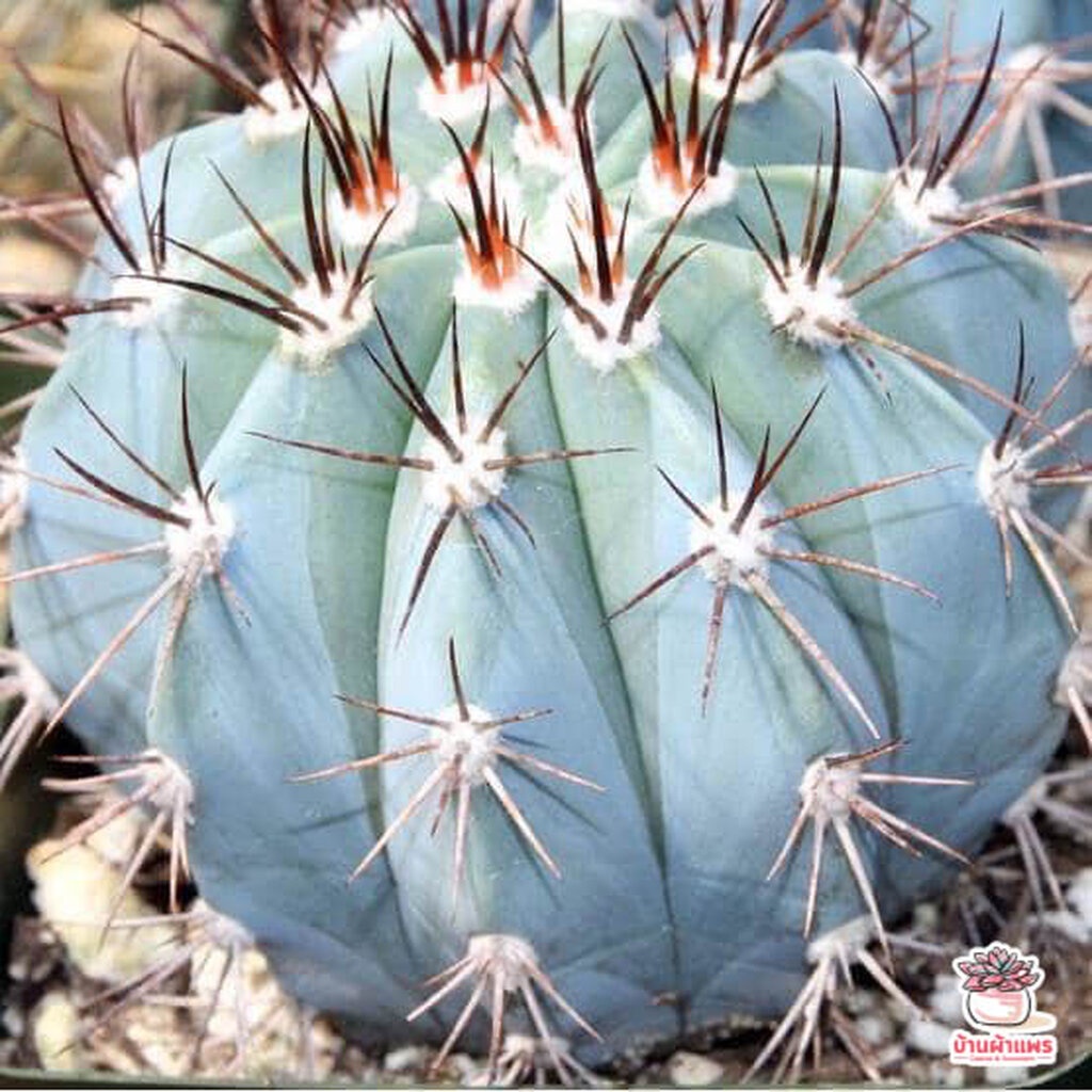 30-เมล็ด-เมล็ดเมโลฟ้า-melocactus-azureus-แคคตัส-กระบองเพชร-cactus-amp-succulent