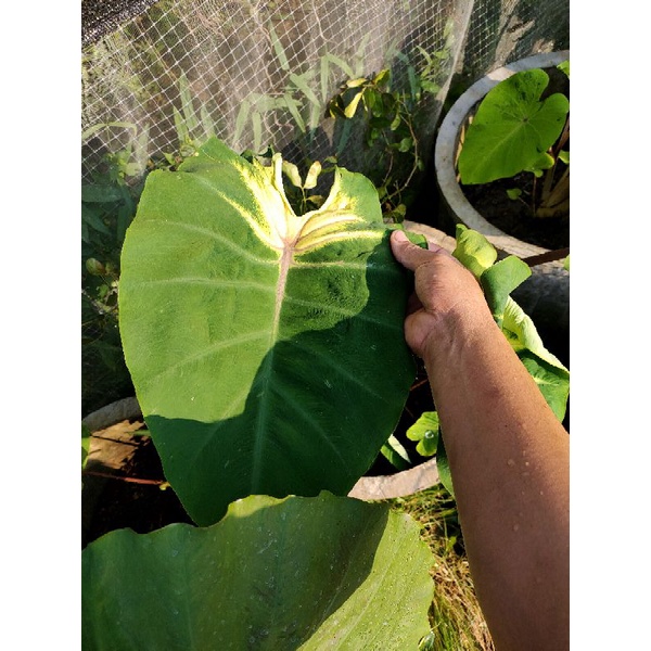 colocasia-octo-lava-ตัดสดไม่ตัดใบ-โคโลคาเซีย-ออคโต้-ลาวา