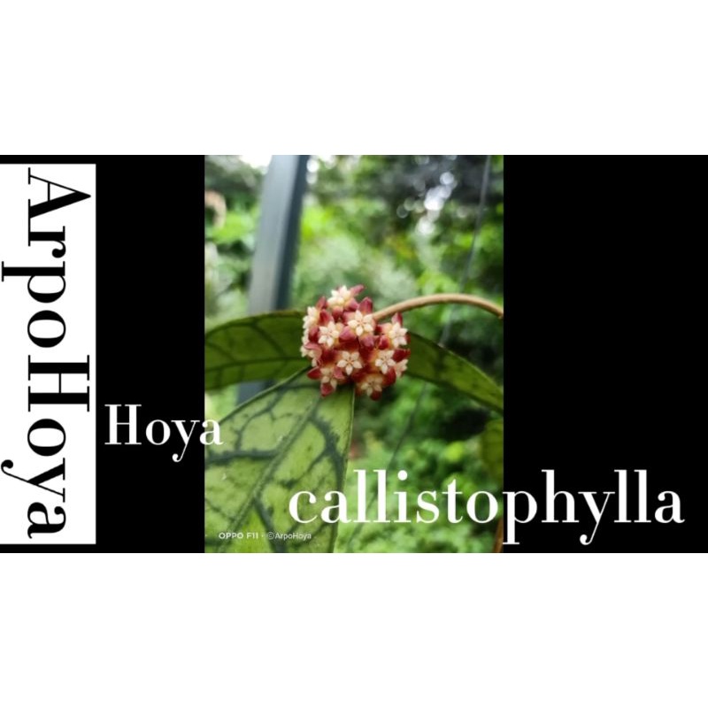 hoya-callistophylla-ยอดกำลังจะพุ่งงงงงงง