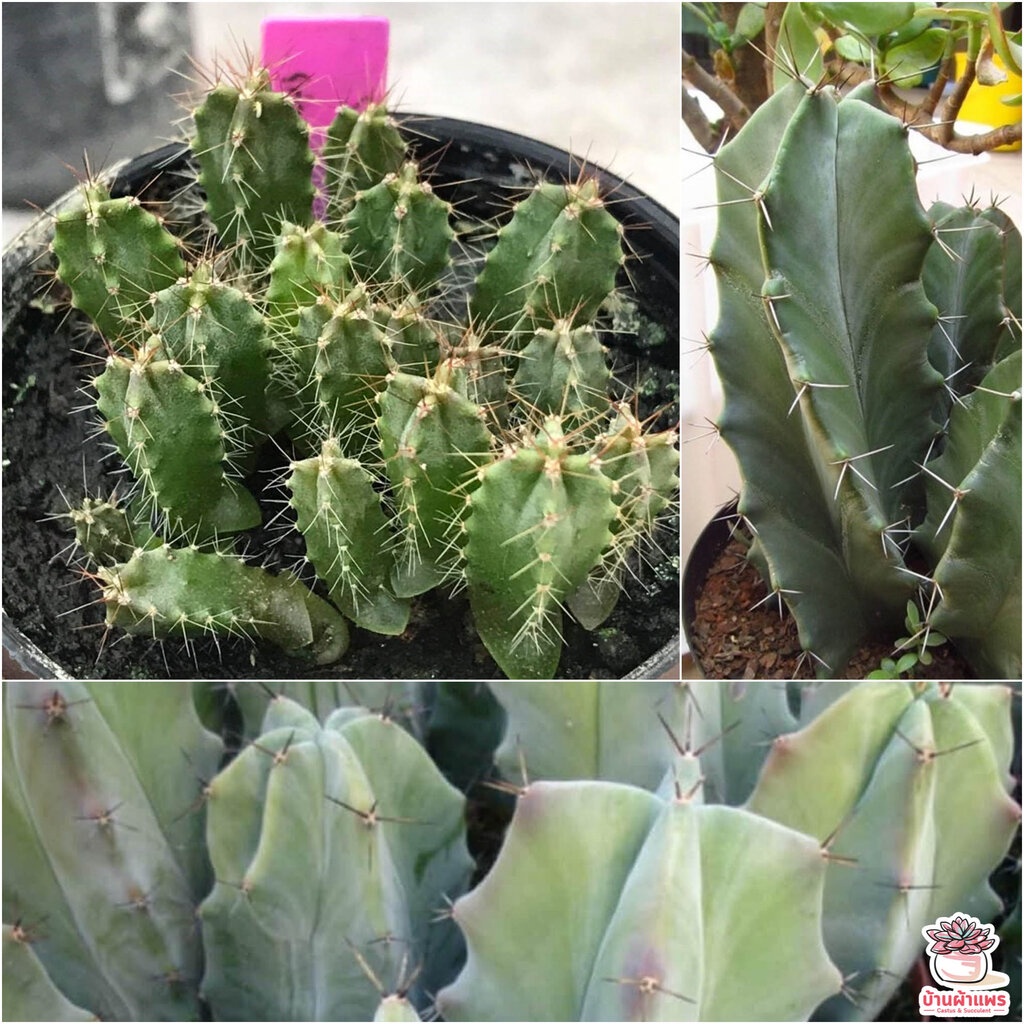 เมล็ดตอริทเทอโร-riterocereus-แคคตัส-กระบองเพชร-cactus-amp-succulent