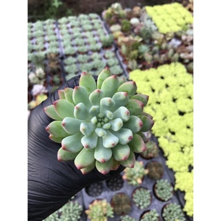 Echeveria Blue ELF des