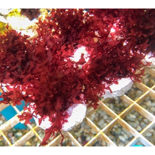 Gracilaria Hayi สาหร่ายน้ำเค็ม ตู้ทะเล ตรึงไนโตรเจน ดูดซับไนไตรท์No2 ไนเตรทNo3 ลดของเสียในระบบ ตกแต่งตู้สวยงาม