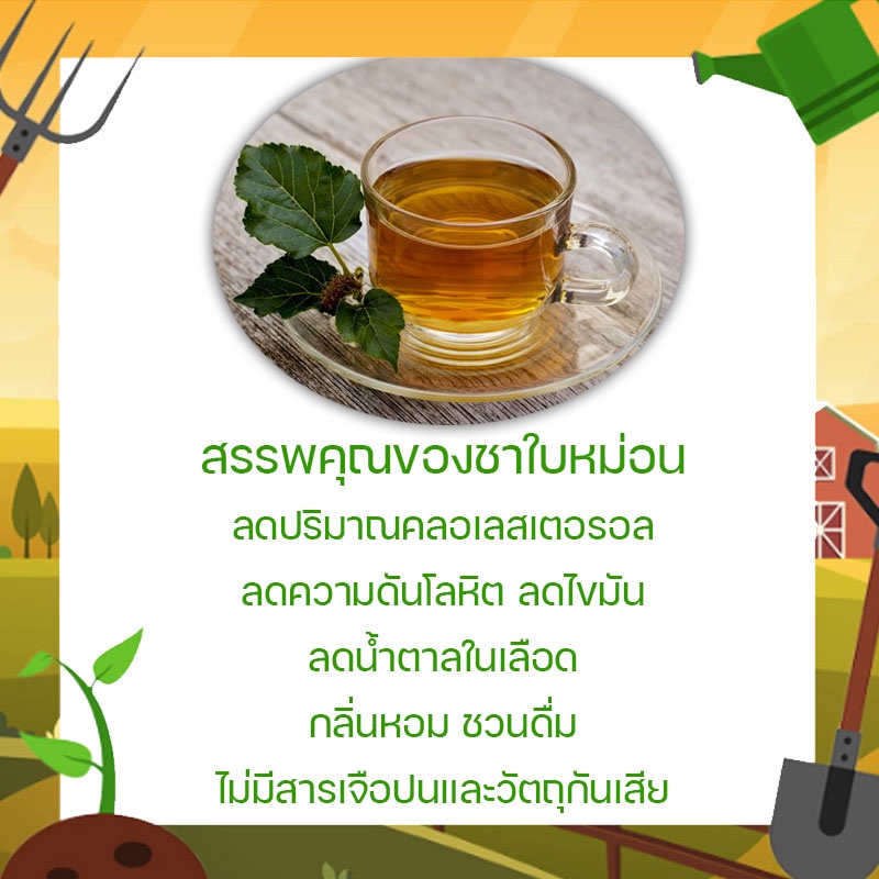 ชาใบหม่อน-อบแห้ง-ออแกนิค-ไม่มีสารเจือปน