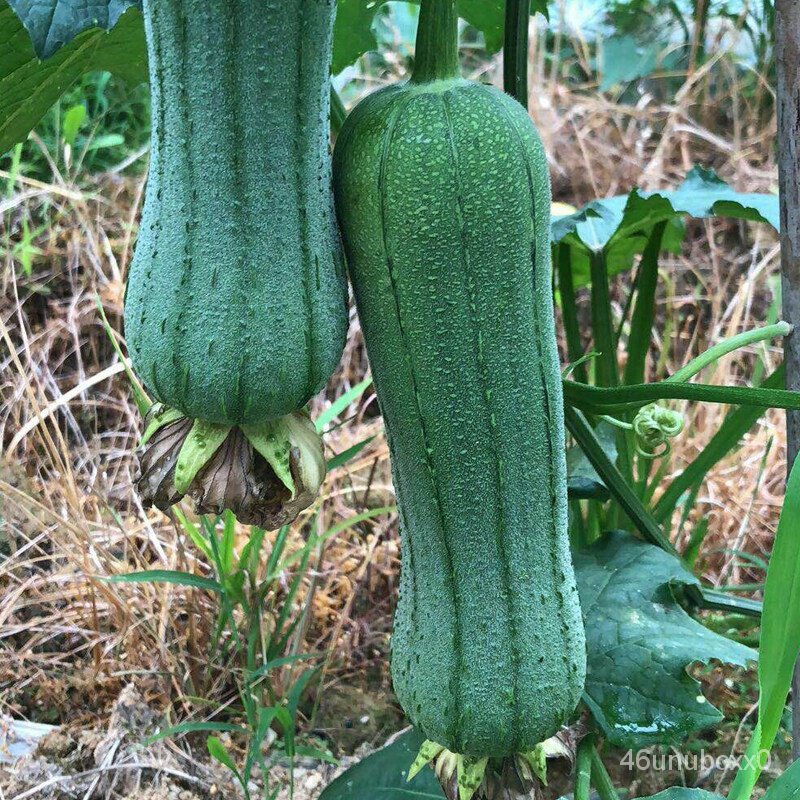 คุณภาพสูง-เมล็ด-เมล็ดพันธุ์-รังบวบ-luffa-seeds-loofah-vegetable-seeds-30-เมล็ด-เมล็ดพันธุ์ผัก-ผักออ-ง่าย-ปลูก-สวนครัว-เ