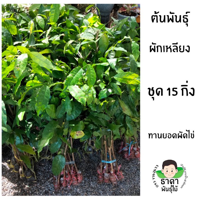 ต้นผักเหลียงกิ่งตอนผักเหลียงชุด-15-กิ่ง-ขนาด60-70cm