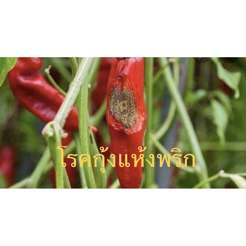 เฮกซะโคนาโซล-ขนาด1ลิตร-สารป้องกันกำจีดเชื้อรา