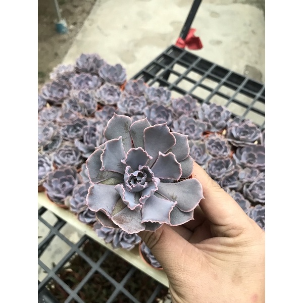 echeveria-บัวม่วงลักษณะใบมีขอบอยากสีม่วงสดใสมากค่ะ