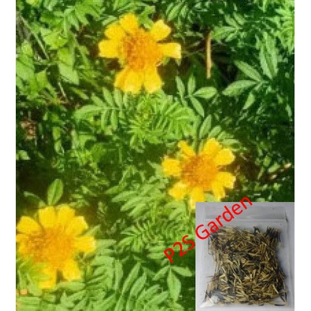 เมล็ดพันธุ์ ดาวเรืองพื้นเมือง (Native Marigold) ซองละ 300 เม็ด สีเหลือง ...