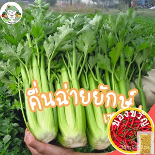 เมล็ดอวบอ้วน100%เมล็ดพันธุ์ คื่นฉ่ายยักษ์ คื่นฉ่ายฝรั่ง เซเลอรี่ Celery Utah Seed บรรจุ 1000เมล็ด เมล็ดพันธุ์นำเข้าแท้ 1