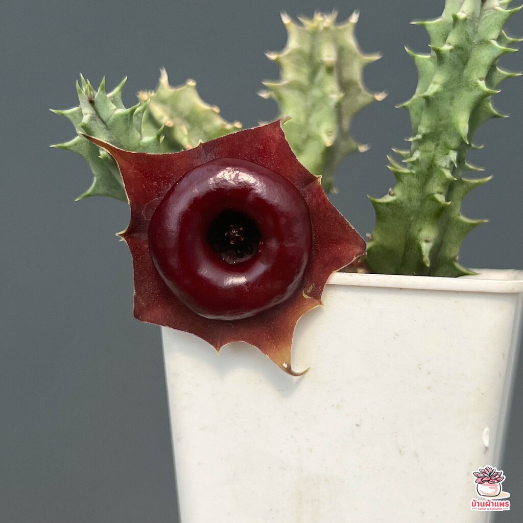 เก๋งจีนเลือดนกโคราช-huernia-korat-crimson-แคคตัส-กระบองเพชร-cactus-amp-succulent