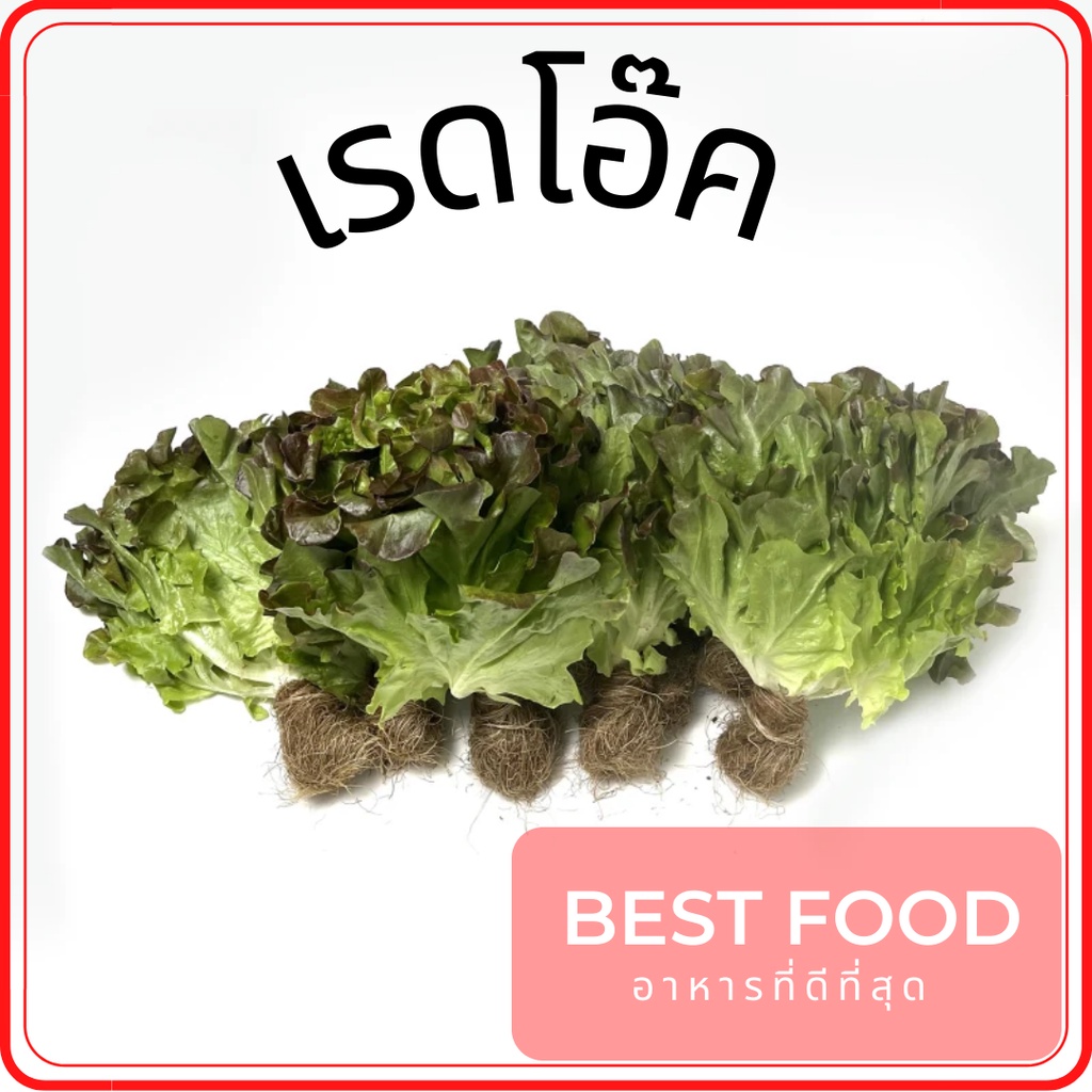 เรดโอ๊ค-red-oak-ผักสลัด-red-oak-lettuce