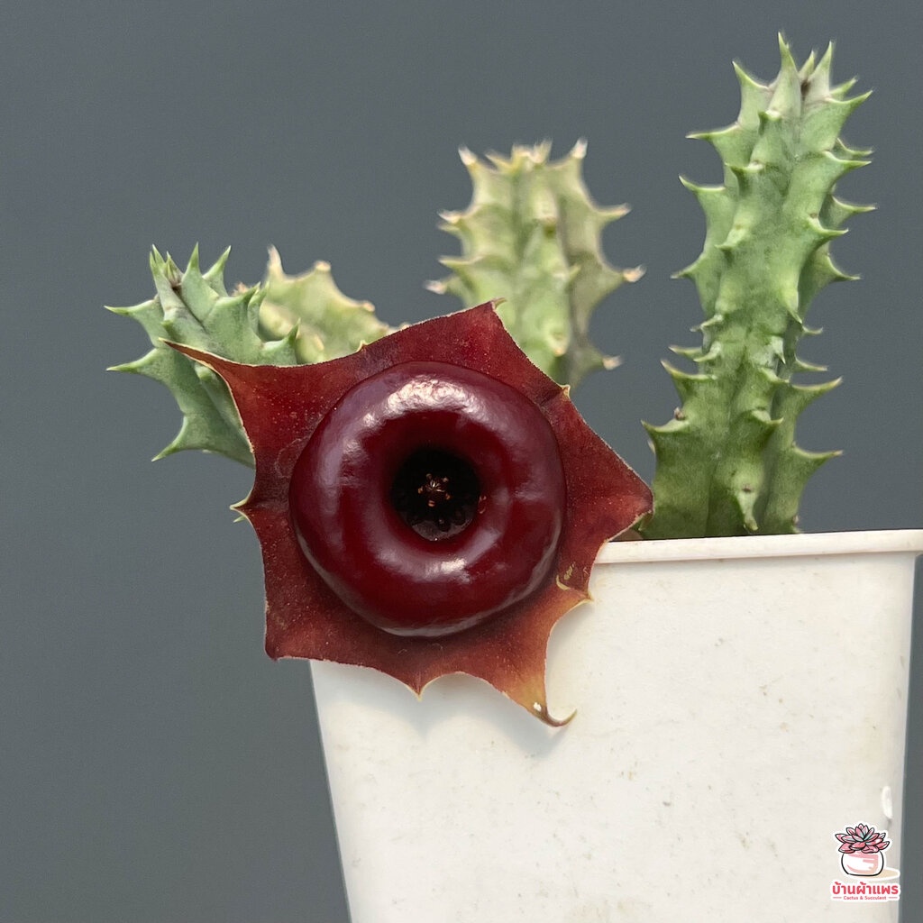 เก๋งจีนเลือดนกโคราช-huernia-korat-crimson-แคคตัส-กระบองเพชร-cactus-amp-succulent