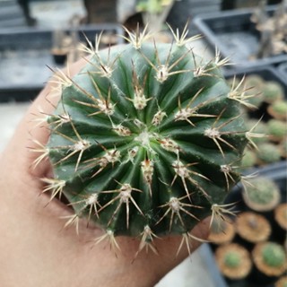 💥เมโล💥 Melocactus  ขนาด 2-5 ซม. ต้นแคคตัส ต้นกระบองเพชร (กรุณาอ่านรายละเอียดก่อนทำการสั่งซื้อครับ)