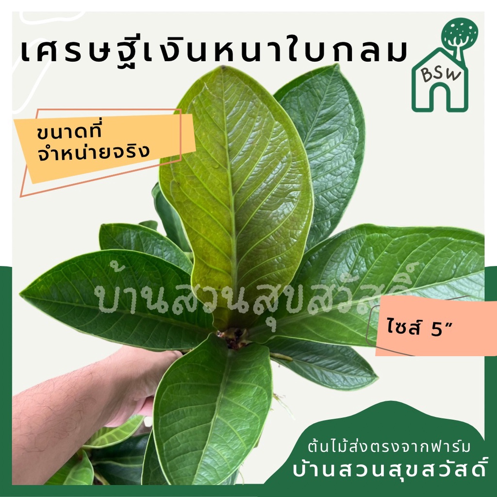 เศรษฐีเงินหนา-ใบกลม-ตัวใหม่-ส่งพร้อมกระถาง-6-นิ้ว