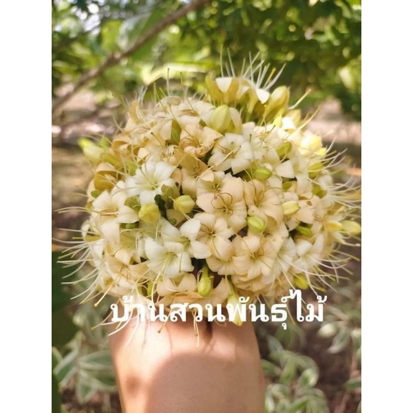 ต้นกันเกราด่าง-บ้านสวนพันธุ์ไม้