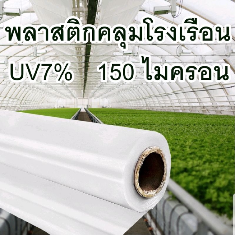 ขายยกม้วน-พลาสติกคลุมโรงเรือน-uv7-หนา-150-ไมครอน-หน้ากว้าง-3-6m-ยาว-36-เมตร-ขายยกม้วน