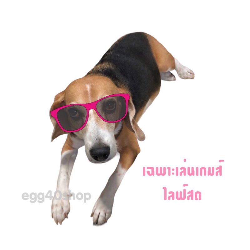 pay001-ร้าน-egg40shop-ไลฟ์สดเล่นเกมส์เฉพาะผู้โชคดีค่ะ