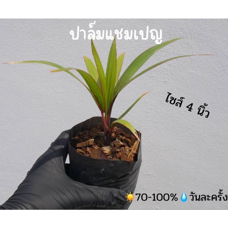 ปาล์มแชมเปญ-ไซส์4นิ้ว