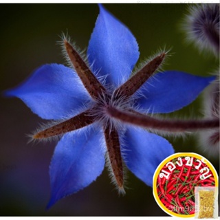 Borage (Borago Officinalis L.herbal Heirloom90 Seedsed ZXQI