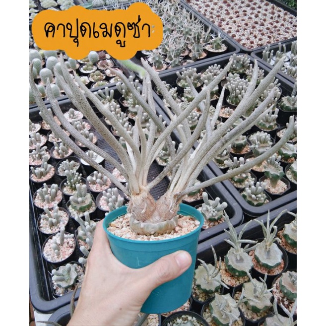 คาปุดเมดูซ่า-เอสโตรไฟตั้มคาปุดเมดูซ่า-astrophytum-caput-medusae