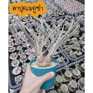 คาปุดเมดูซ่า เอสโตรไฟตั้มคาปุดเมดูซ่า Astrophytum caput medusae