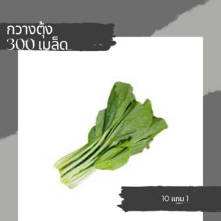 เมล็ดผักกวางตุ้ง เมล็ดผักสวนครัว เมล็ดผัก 10แถม1คละได้