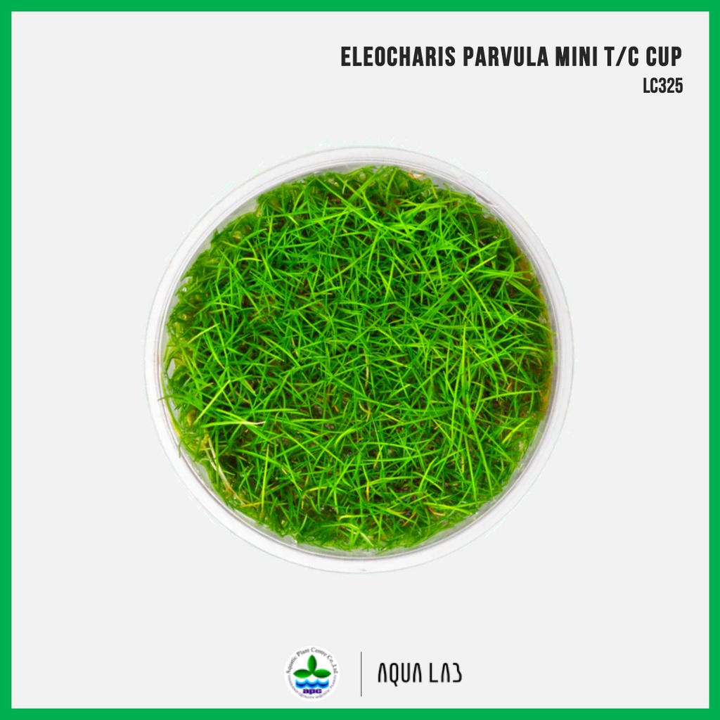 [APC] Eleocharis parvulus mini (แฮร์กลาสมินิ) [ไม้น้ำ - Aquatic Plant ...
