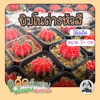 ต้นยิมโนด่างหัวสี มีด่างมากกว่าเขียว (gymnocalycium) - กระบองเพชร ราคาถูก🌵แคคตัส🌵