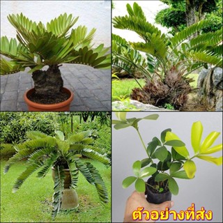 (1ต้น) ต้น ปรงเม็กซิกัน ต้นปรงเม็กซิกัน ปรงแม็กซิกัน Maxican ต้นปรงแม็กซิกัน zamia furfuracea พิชิต