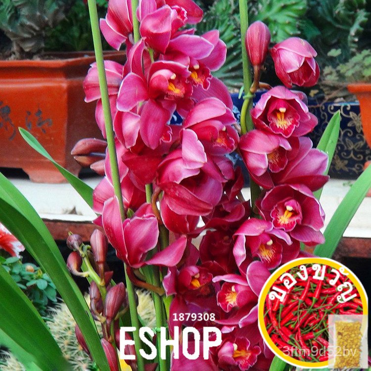 loss-promotion100-pcs-lot-red-cymbidium-orchid-balcony-bonsai-seeds-bonsai-garden-flower-seeds-orchid-qmckltแม่และเด็ก