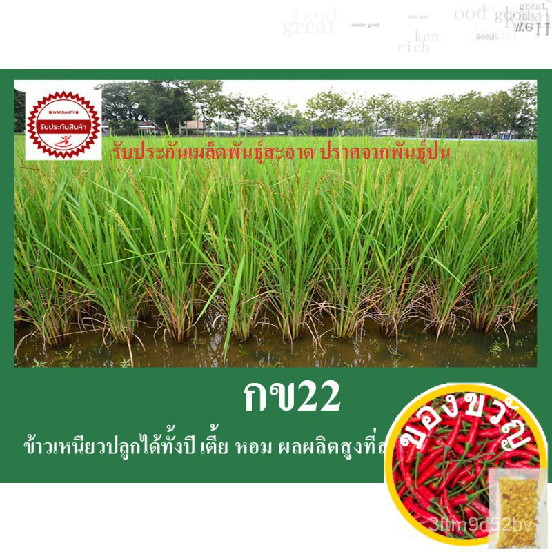 เมล็ดพันธุ์ข้าวปลูก-กข22-น้ำหนัก1กก-ข้าวเหนียวต้นเตี้ย-เหนียวนุ่ม-ปลูกได้ทั้งปี-ผลผลิตสูง-รับประกันเมล็ดพันธุ์สะอาด-ปร