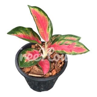 ราคาต้นช้างแดง กระถาง 6 นิ้ว / Aglaonema Changdang Pot 6”