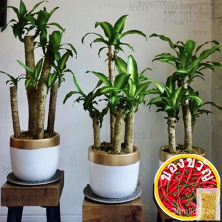 พืชโชคลาภ/การตัดพืชโชคลาภ/Dracaena Hooks/ข้าวโพดเงินสเตอร์ลิง/ผู้ชาย/พรมเช็ดเท้า/สาก/ชุดชั้นใน/สาง/เมล็ด 6USK