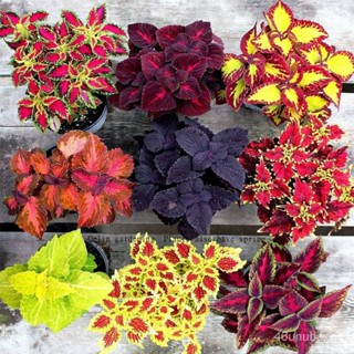 （คุณภาพสูง เมล็ด）เมล็ดพันธุ์ บอนสี Mixed Color Coleus Seeds Perilla Blumei flower seeds 100เม/ง่าย ปลูก สวนครัว เมล็ด TX