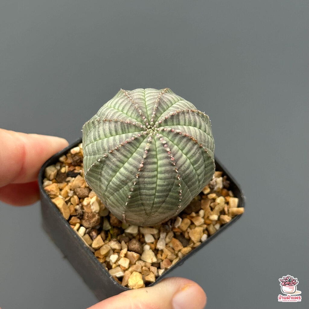 ยูโฟเบีย-โอเบซ่า-euphorbia-obesa-แคคตัส-กระบองเพชร-cactus-amp-succulent