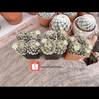 แมมขนนกเหลือง (Mammillaria schiedeana)