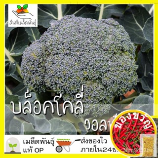 เมล็ดพันธุ์ บล็อคโคลี่ วอลทัม 400 เมล็ด Waltham29 Broccoli เมล็ดพันธุ์แท้ นำเข้าจากต่างประเทศ ปลูกผัก สวนครัว ถูกดีแอปเป