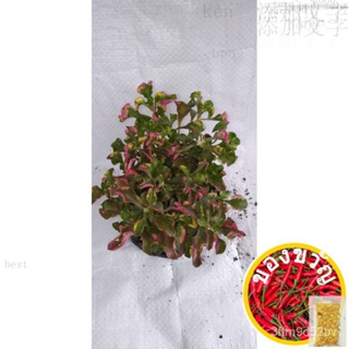 Hot salerees alteranthera polybag (พืชจริง) ภูมิทัศน์ตกแต่งบ้าน (freegift) AKKJ